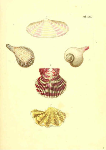 Reproducción/Reproduction 6096079889: Vergnügen der Augen und des Gemüths. v.2 atlas. [Nuremberg :1757