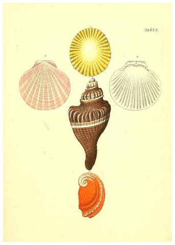 Reproducción/Reproduction 6096624672: Vergnügen der Augen und des Gemüths. v.2 atlas. [Nuremberg :1757