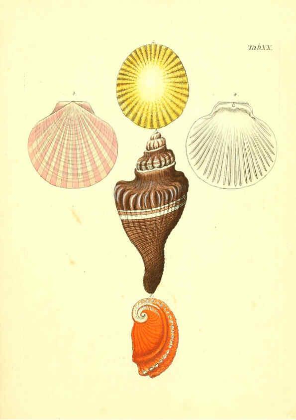Reproducción/Reproduction 6096624672: Vergnügen der Augen und des Gemüths. v.2 atlas. [Nuremberg :1757
