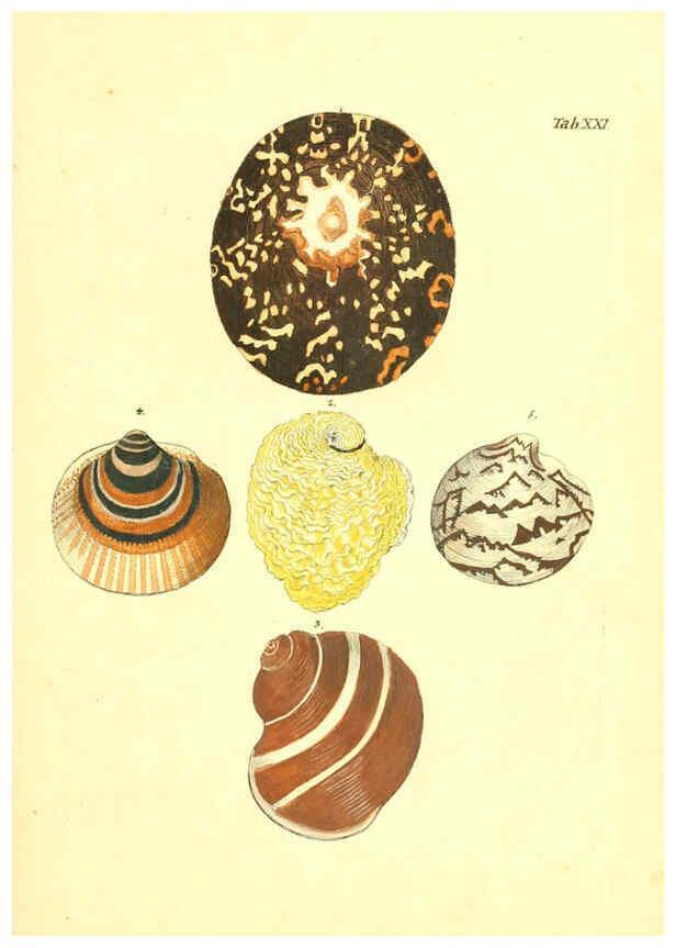 Reproducción/Reproduction 6096624954: Vergnügen der Augen und des Gemüths. v.2 atlas. [Nuremberg :1757