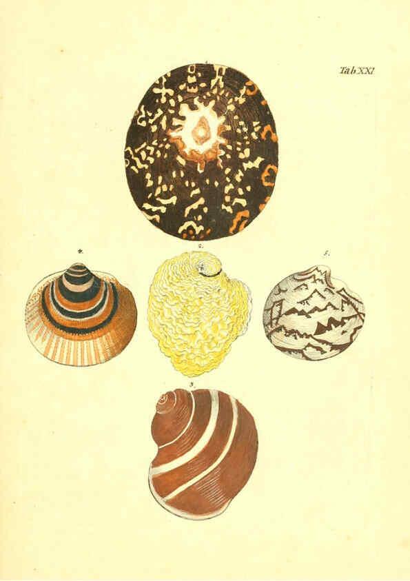 Reproducción/Reproduction 6096624954: Vergnügen der Augen und des Gemüths. v.2 atlas. [Nuremberg :1757