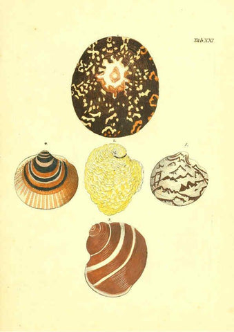 Reproducción/Reproduction 6096624954: Vergnügen der Augen und des Gemüths. v.2 atlas. [Nuremberg :1757