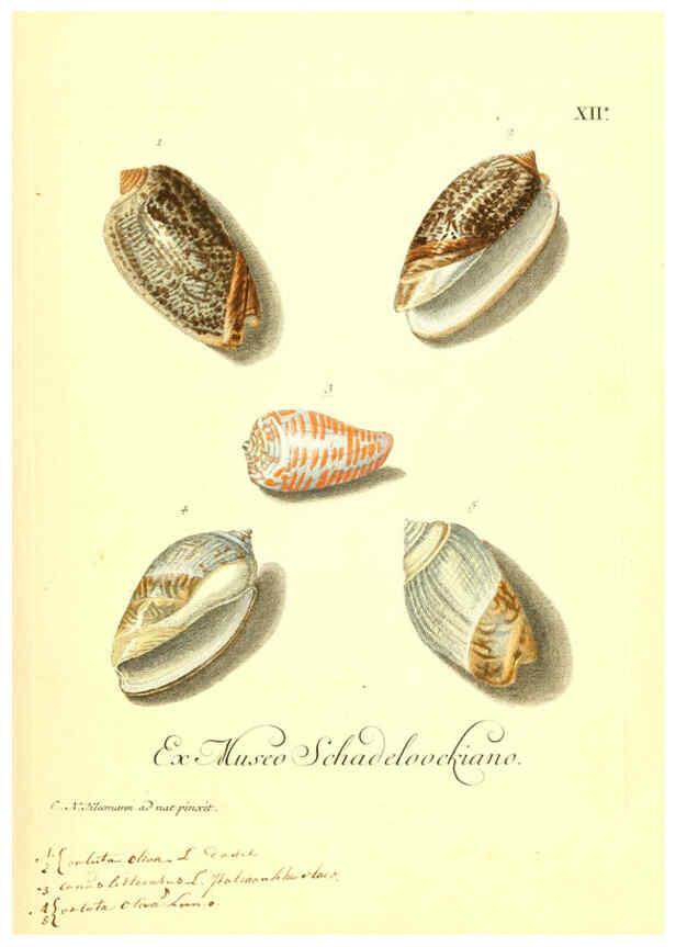 Reproducción/Reproduction 6096630500: Vergnügen der Augen und des Gemüths. v.2 atlas. [Nuremberg :1757