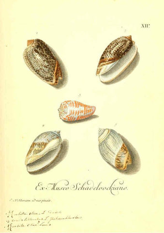 Reproducción/Reproduction 6096630500: Vergnügen der Augen und des Gemüths. v.2 atlas. [Nuremberg :1757
