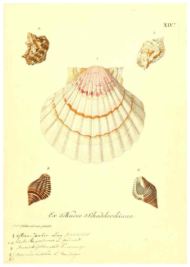 Reproducción/Reproduction 6096086471: Vergnügen der Augen und des Gemüths. v.2 atlas. [Nuremberg :1757