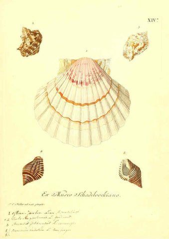 Reproducción/Reproduction 6096086471: Vergnügen der Augen und des Gemüths. v.2 atlas. [Nuremberg :1757
