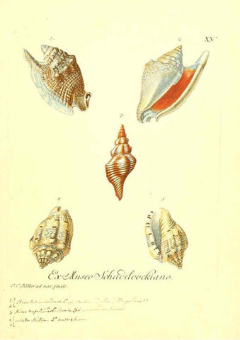 Reproducción/Reproduction 6096631184: Vergnügen der Augen und des Gemüths. v.2 atlas. [Nuremberg :1757