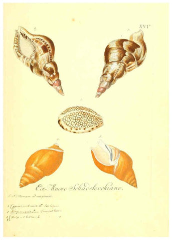 Reproducción/Reproduction 6096086923: Vergnügen der Augen und des Gemüths. v.2 atlas. [Nuremberg :1757