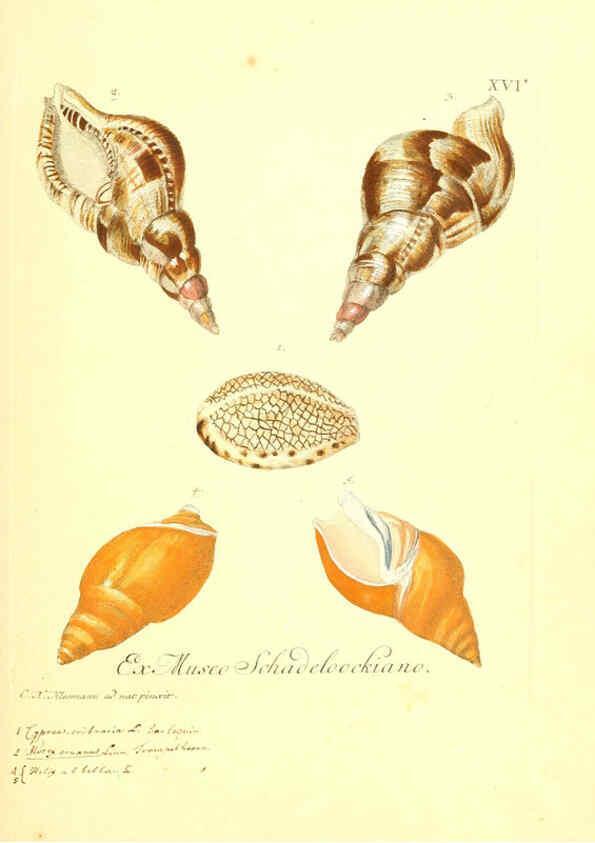 Reproducción/Reproduction 6096086923: Vergnügen der Augen und des Gemüths. v.2 atlas. [Nuremberg :1757
