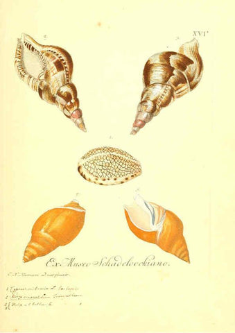 Reproducción/Reproduction 6096086923: Vergnügen der Augen und des Gemüths. v.2 atlas. [Nuremberg :1757