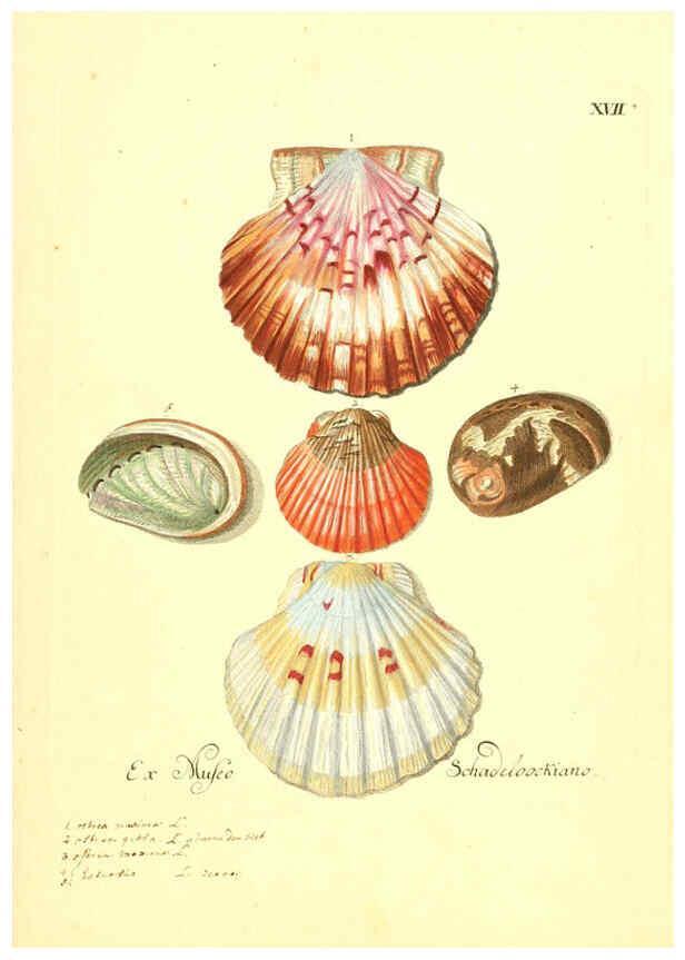 Reproducción/Reproduction 6096087137: Vergnügen der Augen und des Gemüths. v.2 atlas. [Nuremberg :1757