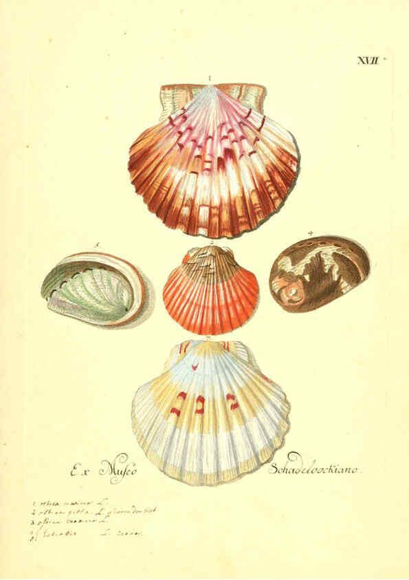 Reproducción/Reproduction 6096087137: Vergnügen der Augen und des Gemüths. v.2 atlas. [Nuremberg :1757