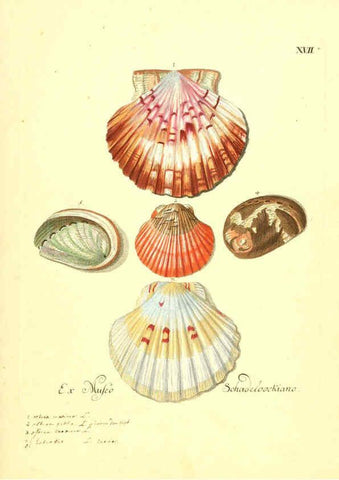 Reproducción/Reproduction 6096087137: Vergnügen der Augen und des Gemüths. v.2 atlas. [Nuremberg :1757