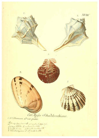 Reproducción/Reproduction 6096631876: Vergnügen der Augen und des Gemüths. v.2 atlas. [Nuremberg :1757