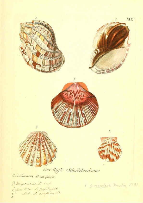 Reproducción/Reproduction 6096632184: Vergnügen der Augen und des Gemüths. v.2 atlas. [Nuremberg :1757