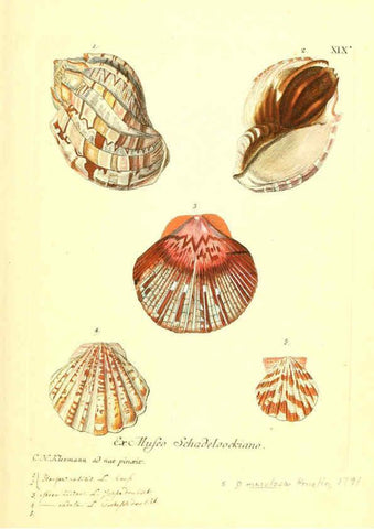 Reproducción/Reproduction 6096632184: Vergnügen der Augen und des Gemüths. v.2 atlas. [Nuremberg :1757