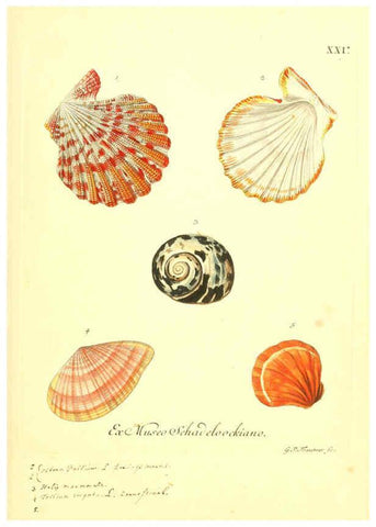 Reproducción/Reproduction 6096632624: Vergnügen der Augen und des Gemüths. v.2 atlas. [Nuremberg :1757