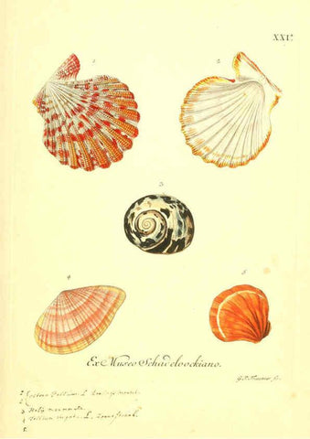 Reproducción/Reproduction 6096632624: Vergnügen der Augen und des Gemüths. v.2 atlas. [Nuremberg :1757