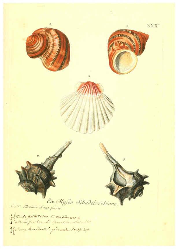 Reproducción/Reproduction 6096088499: Vergnügen der Augen und des Gemüths. v.2 atlas. [Nuremberg :1757