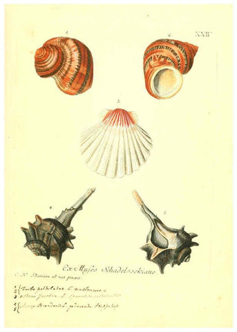 Reproducción/Reproduction 6096088499: Vergnügen der Augen und des Gemüths. v.2 atlas. [Nuremberg :1757