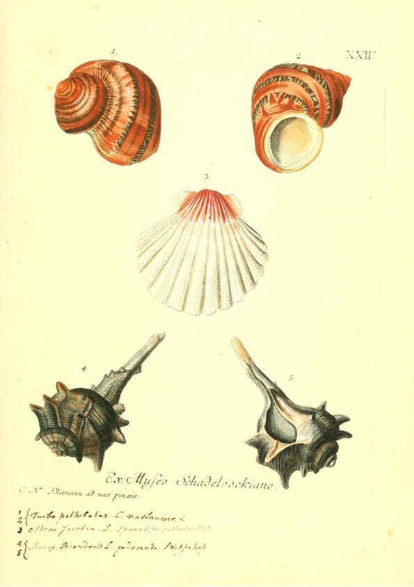 Reproducción/Reproduction 6096088499: Vergnügen der Augen und des Gemüths. v.2 atlas. [Nuremberg :1757