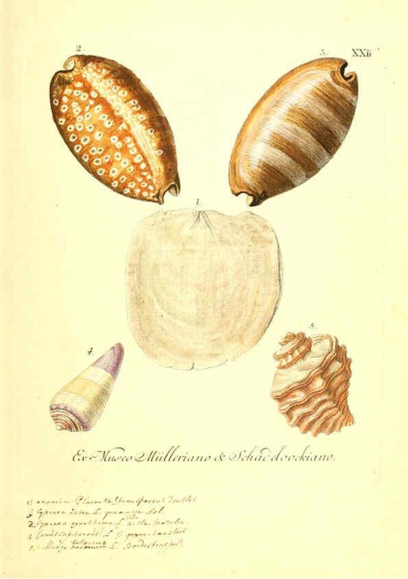 Reproducción/Reproduction 6096089057: Vergnügen der Augen und des Gemüths. v.2 atlas. [Nuremberg :1757