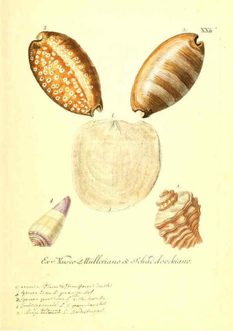 Reproducción/Reproduction 6096089057: Vergnügen der Augen und des Gemüths. v.2 atlas. [Nuremberg :1757