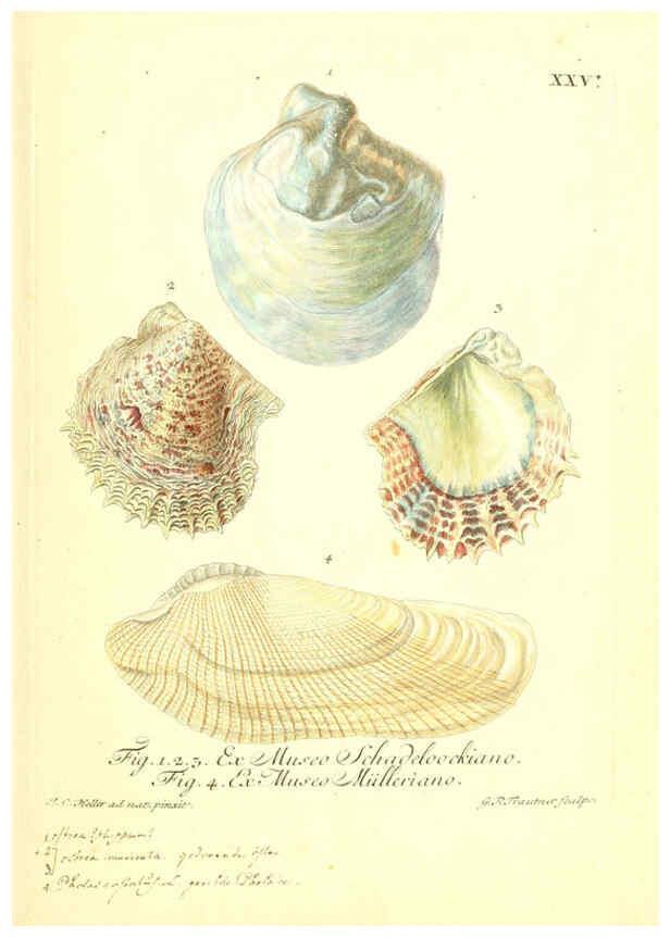 Reproducción/Reproduction 6096633880: Vergnügen der Augen und des Gemüths. v.2 atlas. [Nuremberg :1757