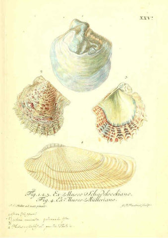 Reproducción/Reproduction 6096633880: Vergnügen der Augen und des Gemüths. v.2 atlas. [Nuremberg :1757
