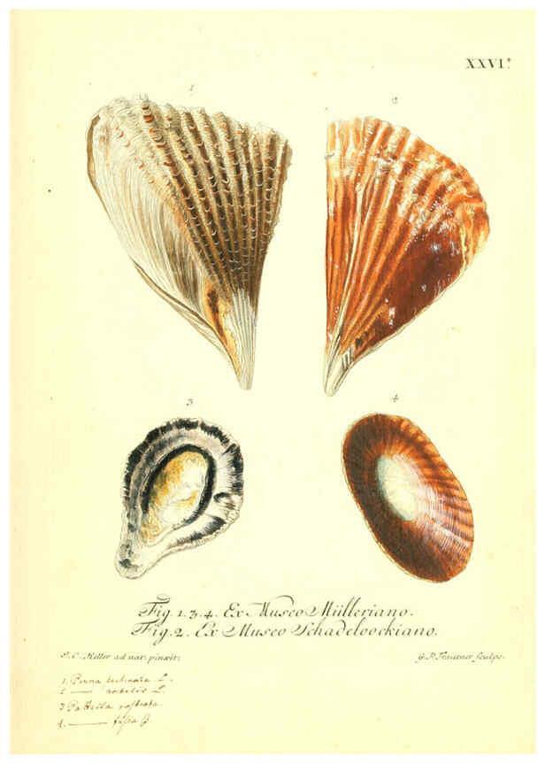 Reproducción/Reproduction 6096634098: Vergnügen der Augen und des Gemüths. v.2 atlas. [Nuremberg :1757