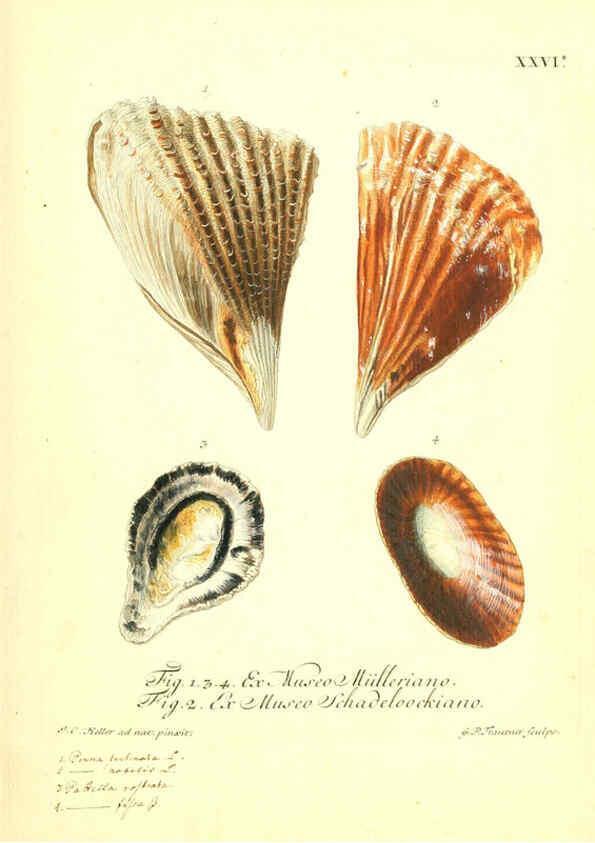Reproducción/Reproduction 6096634098: Vergnügen der Augen und des Gemüths. v.2 atlas. [Nuremberg :1757