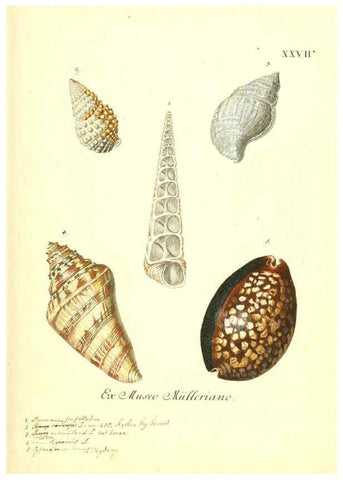 Reproducción/Reproduction 6096089741: Vergnügen der Augen und des Gemüths. v.2 atlas. [Nuremberg :1757