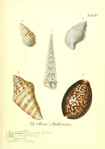 Reproducción/Reproduction 6096089741: Vergnügen der Augen und des Gemüths. v.2 atlas. [Nuremberg :1757