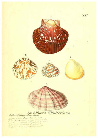 Reproducción/Reproduction 6096087919: Vergnügen der Augen und des Gemüths. v.2 atlas. [Nuremberg :1757