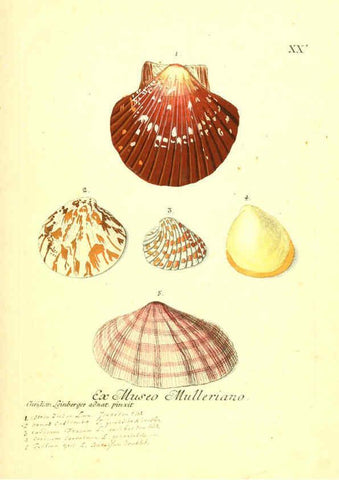 Reproducción/Reproduction 6096087919: Vergnügen der Augen und des Gemüths. v.2 atlas. [Nuremberg :1757