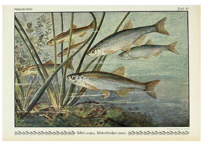 Reproducción/Reproduction 6102605159: Unsere Süßwasserfische Leipzig :Quelle & Meyer,1913