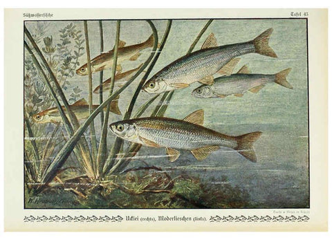 Reproducción/Reproduction 6102605159: Unsere Süßwasserfische Leipzig :Quelle & Meyer,1913
