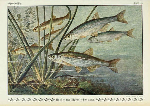 Reproducción/Reproduction 6102605159: Unsere Süßwasserfische Leipzig :Quelle & Meyer,1913