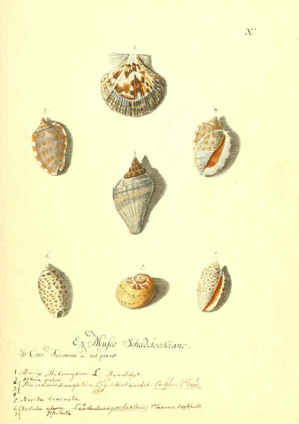 Reproducción/Reproduction 6096629968: Vergnügen der Augen und des Gemüths. v.2 atlas. [Nuremberg :1757