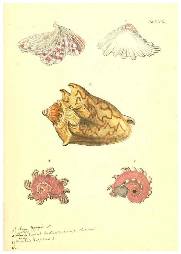 Reproducción/Reproduction 6096625278: Vergnügen der Augen und des Gemüths. v.2 atlas. [Nuremberg :1757