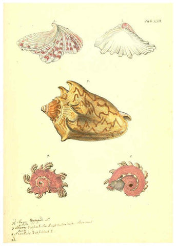 Reproducción/Reproduction 6096625278: Vergnügen der Augen und des Gemüths. v.2 atlas. [Nuremberg :1757
