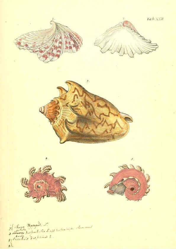 Reproducción/Reproduction 6096625278: Vergnügen der Augen und des Gemüths. v.2 atlas. [Nuremberg :1757