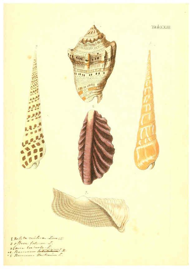 Reproducción/Reproduction 6096081069: Vergnügen der Augen und des Gemüths. v.2 atlas. [Nuremberg :1757