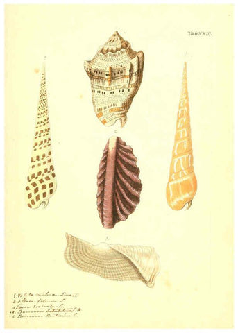 Reproducción/Reproduction 6096081069: Vergnügen der Augen und des Gemüths. v.2 atlas. [Nuremberg :1757
