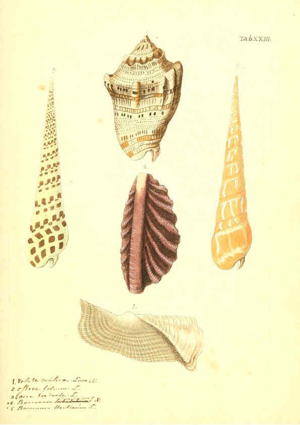 Reproducción/Reproduction 6096081069: Vergnügen der Augen und des Gemüths. v.2 atlas. [Nuremberg :1757