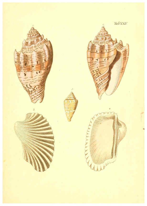 Reproducción/Reproduction 6096081393: Vergnügen der Augen und des Gemüths. v.2 atlas. [Nuremberg :1757