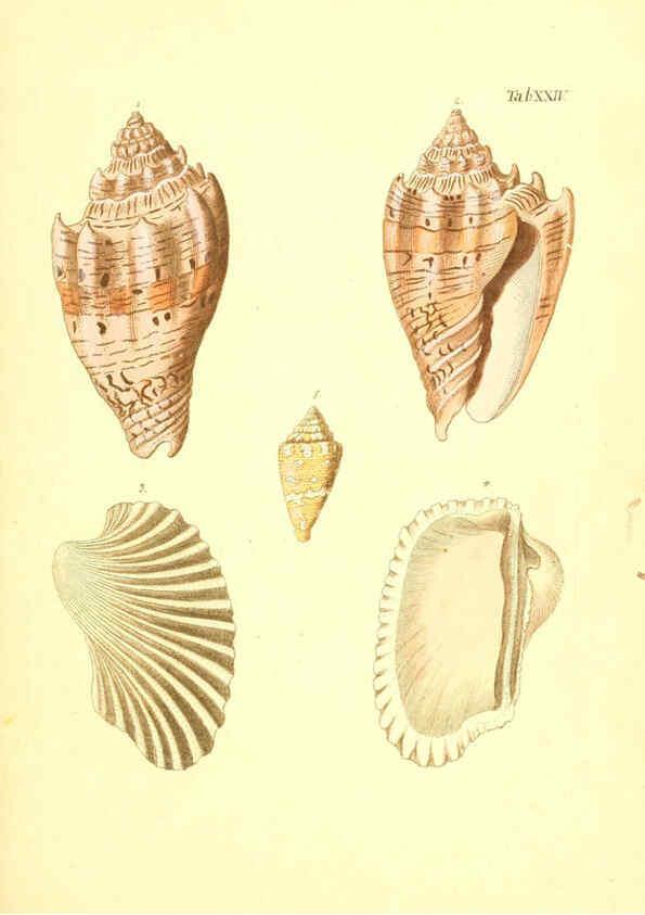 Reproducción/Reproduction 6096081393: Vergnügen der Augen und des Gemüths. v.2 atlas. [Nuremberg :1757