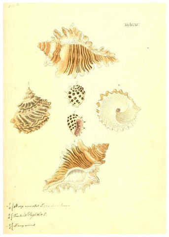 Reproducción/Reproduction 6096626100: Vergnügen der Augen und des Gemüths. v.2 atlas. [Nuremberg :1757