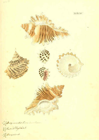 Reproducción/Reproduction 6096626100: Vergnügen der Augen und des Gemüths. v.2 atlas. [Nuremberg :1757