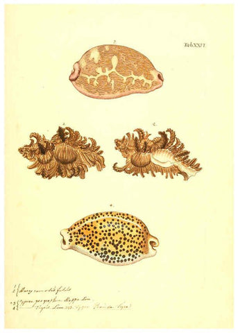 Reproducción/Reproduction 6096081927: Vergnügen der Augen und des Gemüths. v.2 atlas. [Nuremberg :1757